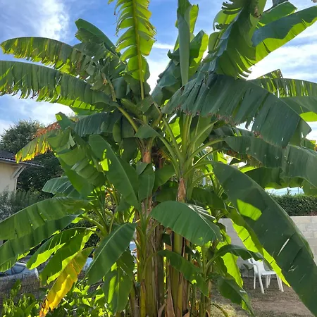 Des Palmiers, 2, Lit Double *