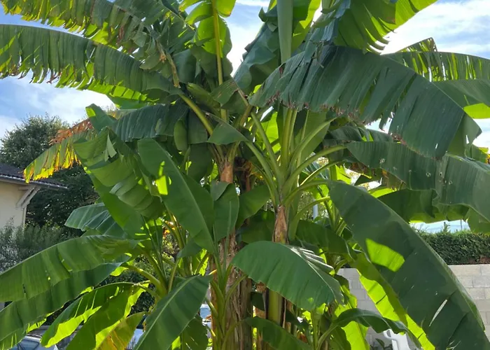 Des Palmiers, 2, Lit Double *